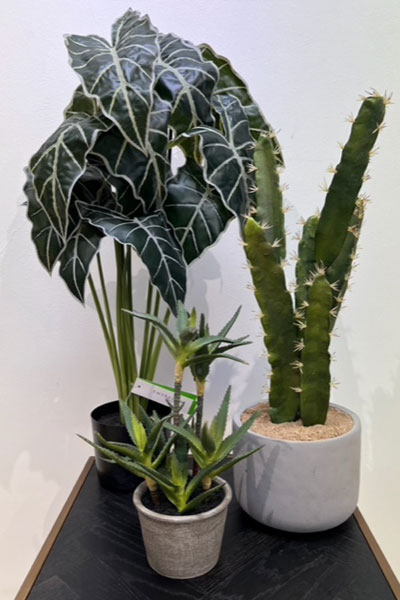 Morton-and-Morton-Sales-Item-400-x-600-plants1 Morton and Morton Plants